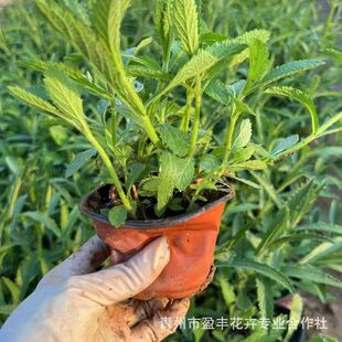 Verbena Potted Plant, Sea of Flowers Landscape, Perennial Flower Verbena, Qingzhou Flower Base Wholesale Verbena Seedlings