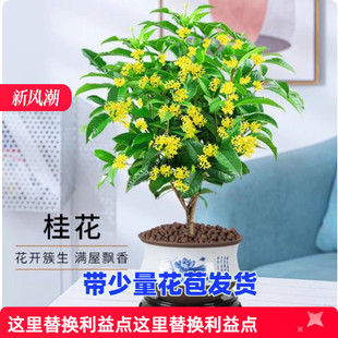 �𻨘��玧��������ļ����_���҃����̨ͥԺ�����ͻ���