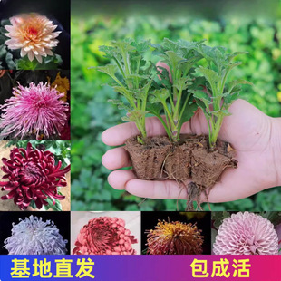 Chrysanthemum Seedlings Bloom in All Seasons, Thousand-Headed Chrysanthemums, September Large Chrysanthemum Seedlings, Indoor and Outdoor Courtyard Balcony Potted Ground Florals
