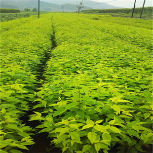 �������lɽ�ҳ������ Ҏ���R�׳ɻ� ���̾G��ɽ�ҳ���