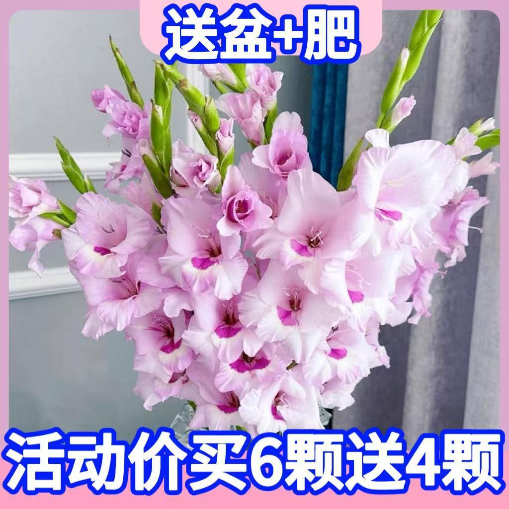 四季开花剑箭兰花卉室内外阳台耐寒耐热多年生绿植庭院盆栽地栽