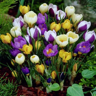 Saffron Seedlings Potted Crocus Seed Bulbs Flower Seeds Blooming in All Seasons Indoor and Outdoor Balcony Courtyard Plants
