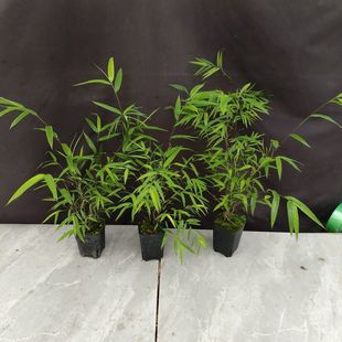 �U��̨����T��С�辰�҃ȕ������^���B��̨��