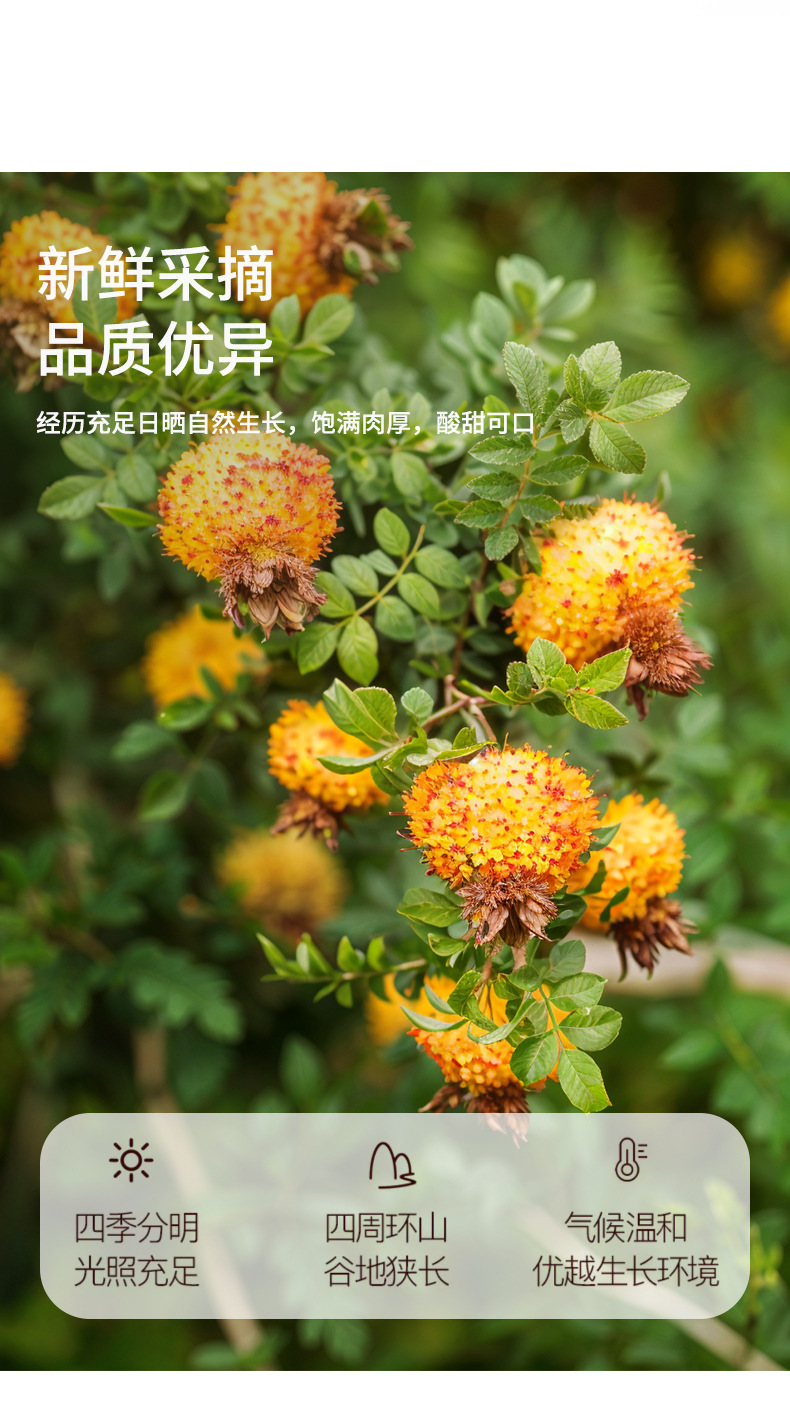 Cili Fruit Tea Rosa roxburghii Dried Ci Li Herbal Fruit Tea 350g Canister Guizhou Specialty quality and texture