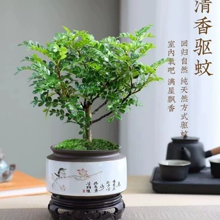 驱蚊驱虫清香木胡椒木盆栽室内外吸某醛美化空气盆景绿植花卉好养