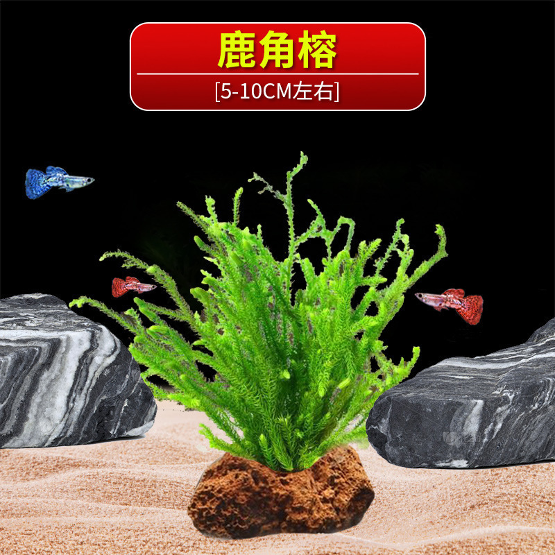 火山石水植物鱼缸净化水质懒人造景摆件全套底砂套餐性真|undefined