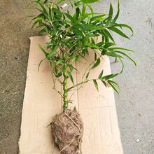 �^�p���ӷ�����辰�����_�h��������҃�ֲ������ͥԺ�NֲȤζ