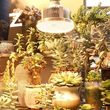 ����ȫ���V�߲˶����a�⻨��ˮ�ݾGֲ������ֲ�����L�a���ˮ�ݟ�