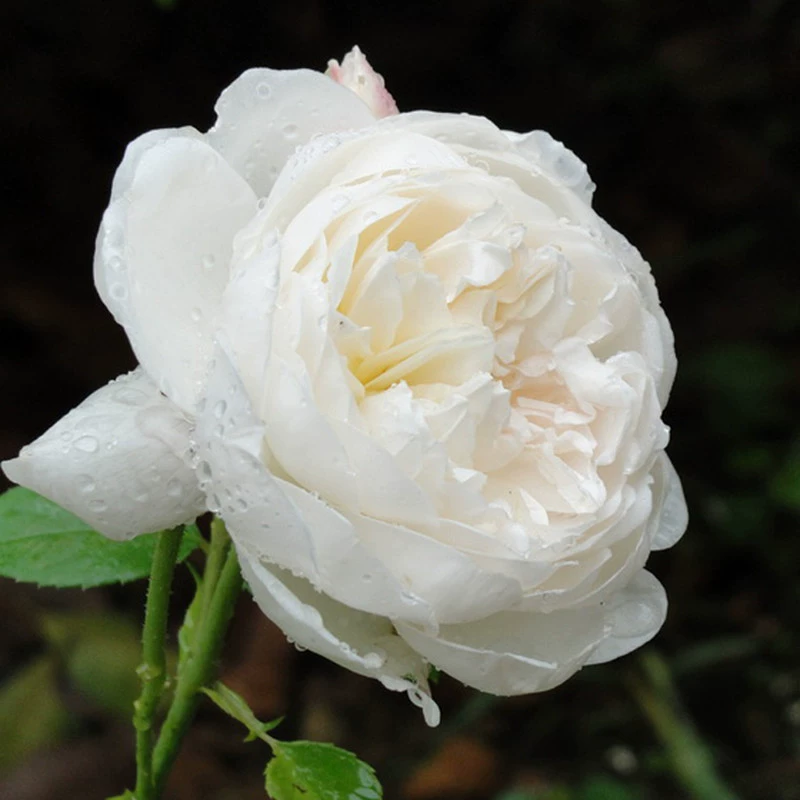 Замок Гламис/Замок Грамс Жасмин Ароматный Мирра Аромат Белая Пуговица Сердце Кустарниковая Роза