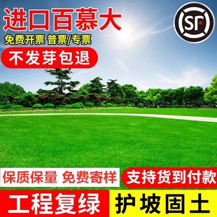 Dwarf Bermuda Lawn Seeds, House Courtyard Greening, Trampling-Resistant, Cold-Resistant and Drought-Resistant, High-End, Evergreen All Year Round