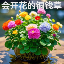 铜钱草草籽水培植物四季常青室内外水草水养大小叶金钱草开花种子