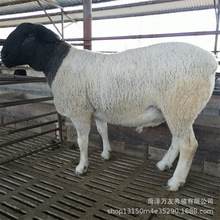 杜泊绵羊出售 杜泊绵羊小羊羔 杜波怀孕母羊 杜波种公羊300斤的羊