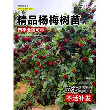 正宗仙居东魁杨梅树树苗嫁接果树苗庭院盆地栽南北方种植四季结果