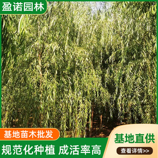 ����С����@�־G�������Nֲ��z���z�^���̾G���������S��������