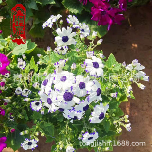 �＾��ɫ�󻨹��~�վջ�����������ľ�������l���~���ﶬ�bGֲ