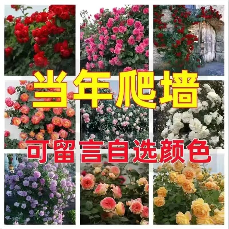 (다양성 비고) 3년생 모종 2그루(소량 개화)