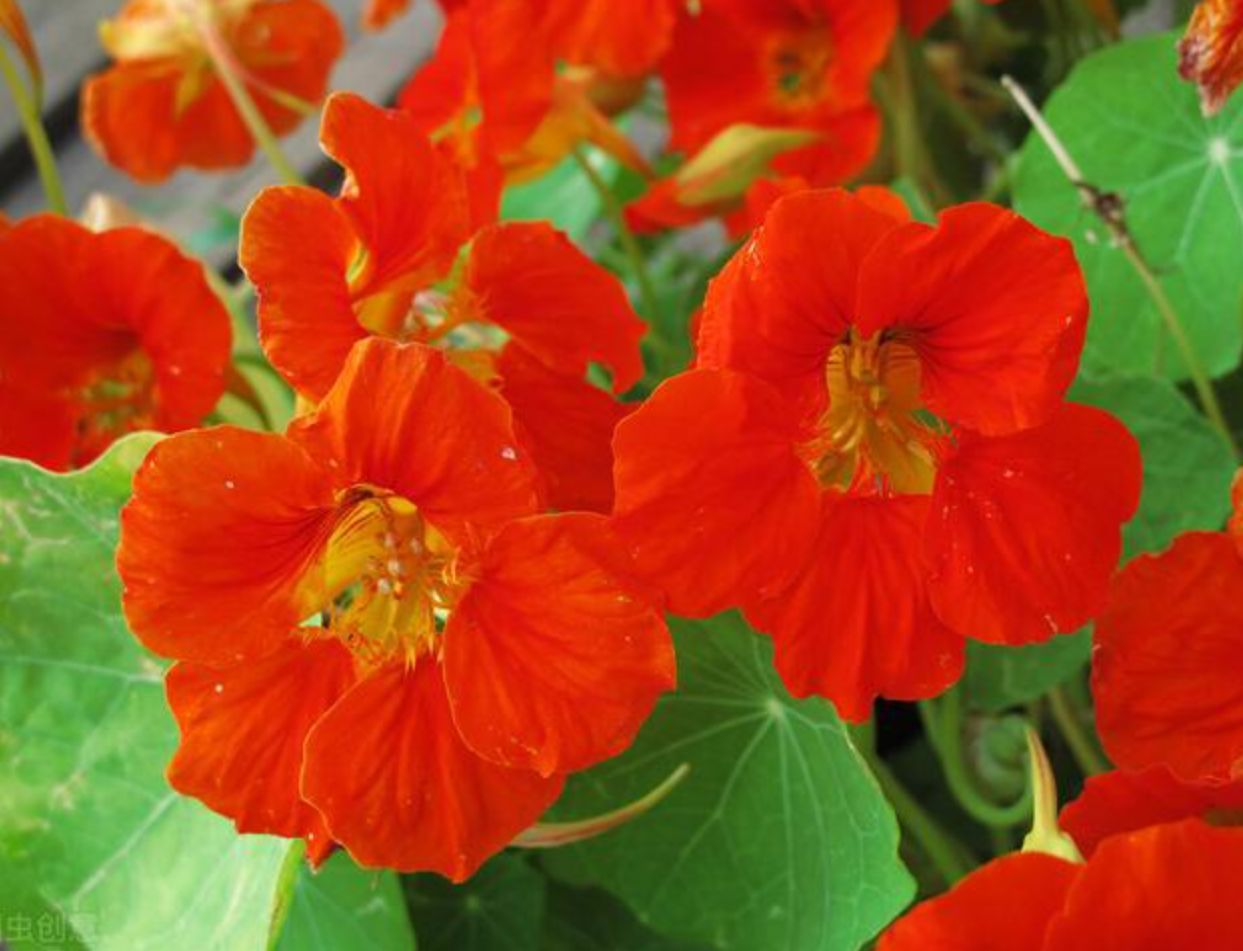 ������˥�ϻ����ﺵ������ȡ��OXYGESKIN