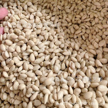 批发枸橘种子枳壳臭橘保鲜发芽率高量大从优苗木盆栽家庭园艺