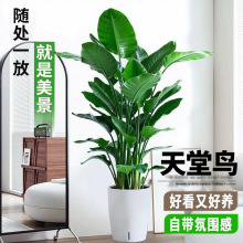 天堂鸟盆栽大型植物室内绿植好养活办公室客厅盆景鹤望兰花卉绿植
