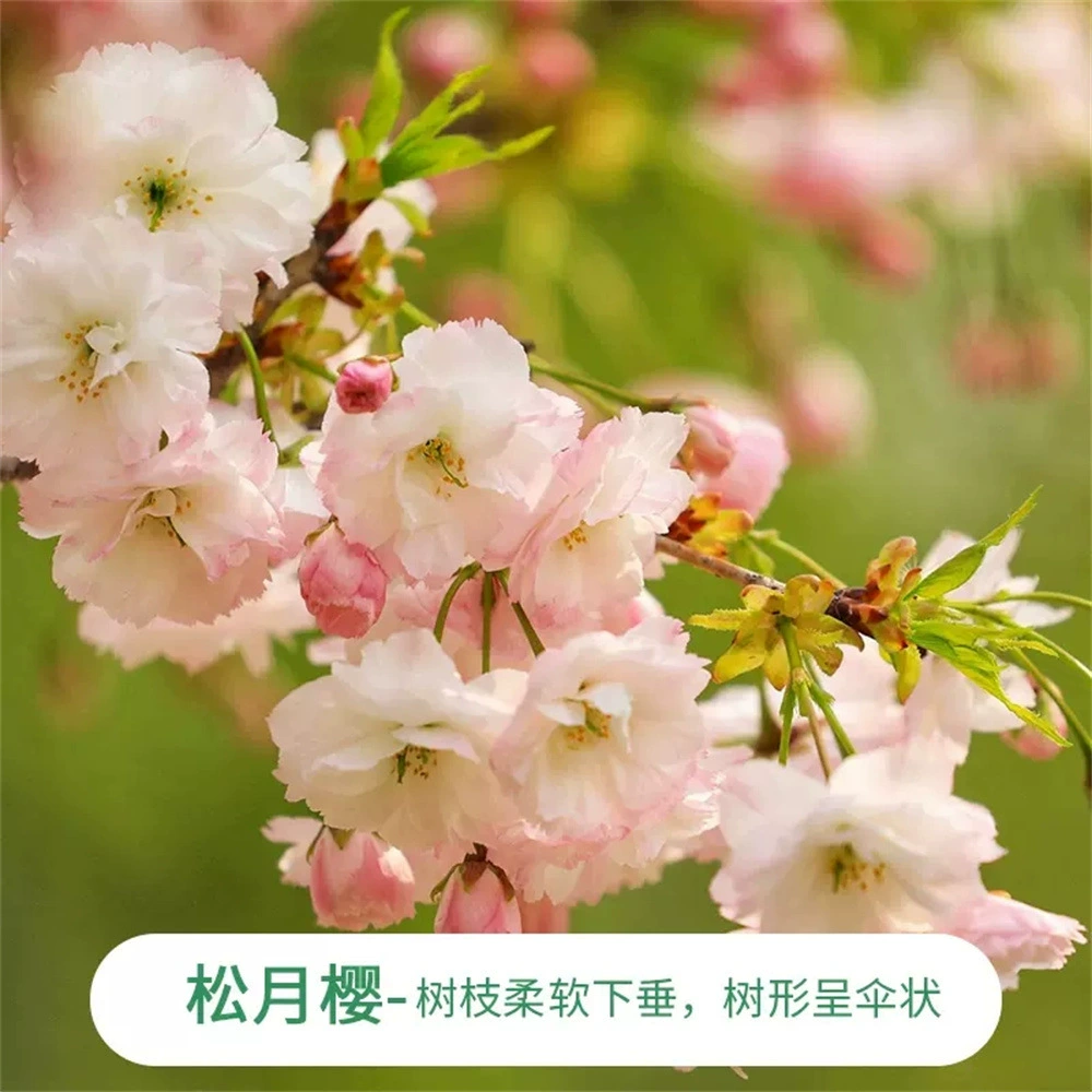 Японская Сакура Восьмиугольная красная Ветка сакуры, окрашенная хорошо Йошино, цветущая вишня Тысяча островов Сакура Розовая красота Саплинг сакуры