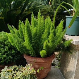 天门冬盆栽大苗 狐尾天门冬 冬天冻不死天门冬草易养 植物绿植盆