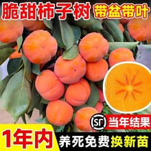 脆甜柿子树果苗庭院火晶野果树盆栽矮桩老品种软柿子北方耐寒水果