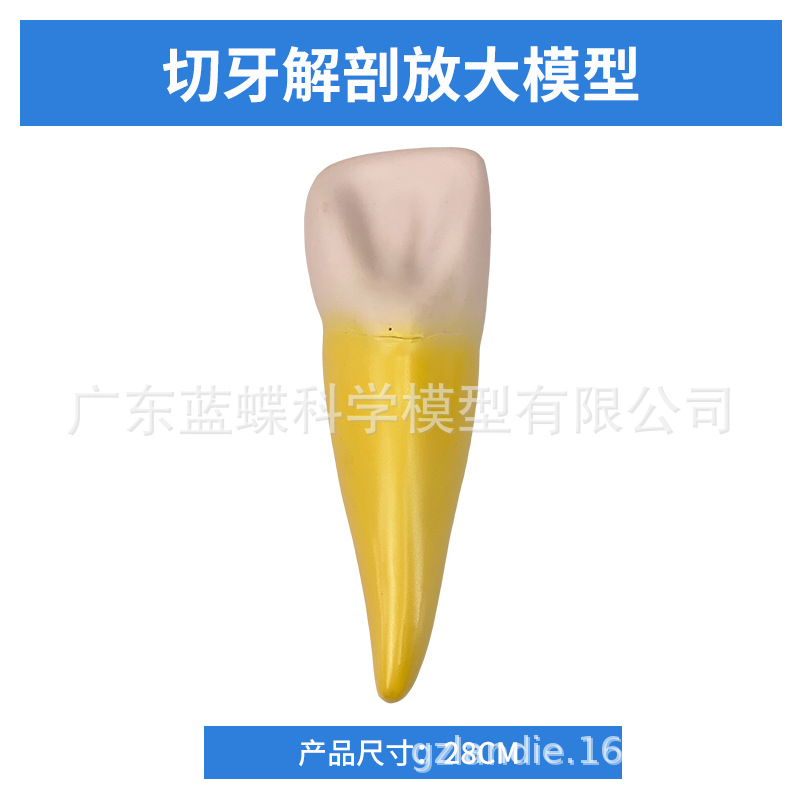 12���Ŵ���������ģ��������ʿɲ��ģ������������������ĥ��