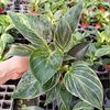 The base directly to observe the leaf plant platinum gold diamond small potted potted plant resistance to export green plants to purify the air