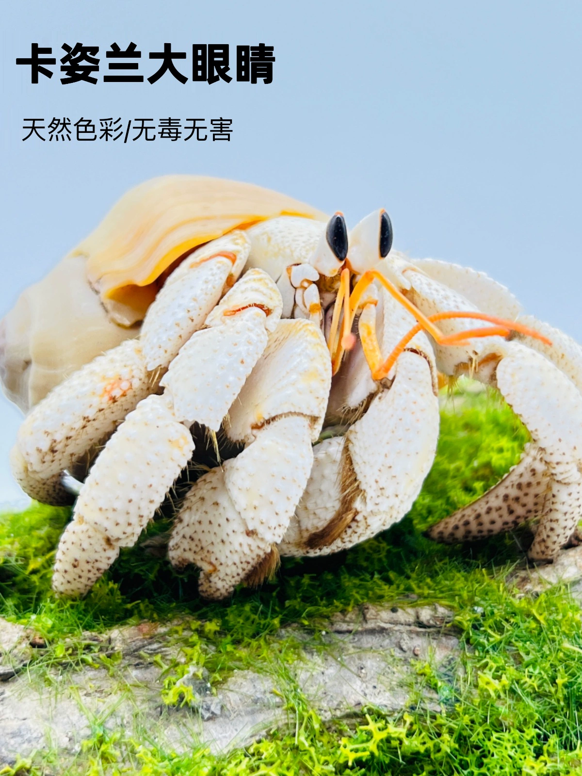 陆生寄居蟹宠物活物淡水草莓短腕紫陆灰白深紫观赏蟹活体懒人宠物