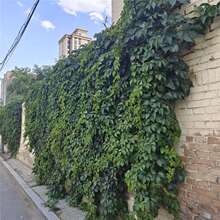 ��ɽ���N����Ԯ�������پG����䁾Gֲ�̨���ܻ�ˇ�������߲ʻ���