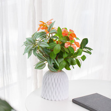 ����Gֲ�^�������~���������滨���zӰ���߻�c�ٻ���Y�羳�b�