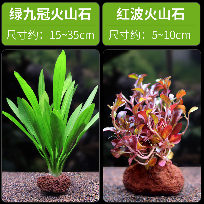 水槽造園パッケージ、水ヤシ、沈木、本物の水、淡水、無土壌植物、酸素化、低パール|undefined