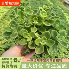 �����������҃ȃ����՚��������Gֲ�ļ������^�~����ֲ��һĨ��