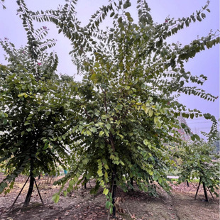 ���G������������l�m�����G�e�Q�t������׳��й��@���^�е���