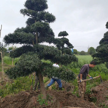 批发基地批优雅造型罗汉松树市政园林绿化造型罗汉松树小区别墅树