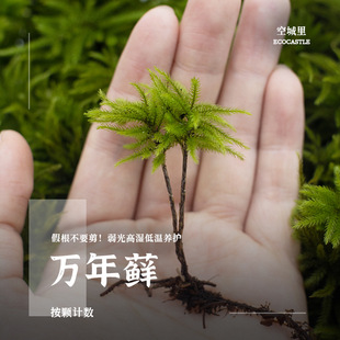 Rare Moss Tabletop Micro-Landscape Decoration, Easy to Maintain, High-Quality Whole Box Wholesale