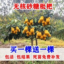 大五星无核枇杷嫁接果树苗南方北方种植四季盆栽地载当年结果苗