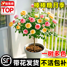 �����ǘ䘶�¼���֭�̨�����������҃���ͥԺ���@���^õ��ֲ��