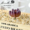 Francalcoe velvet purple (excluding pot)