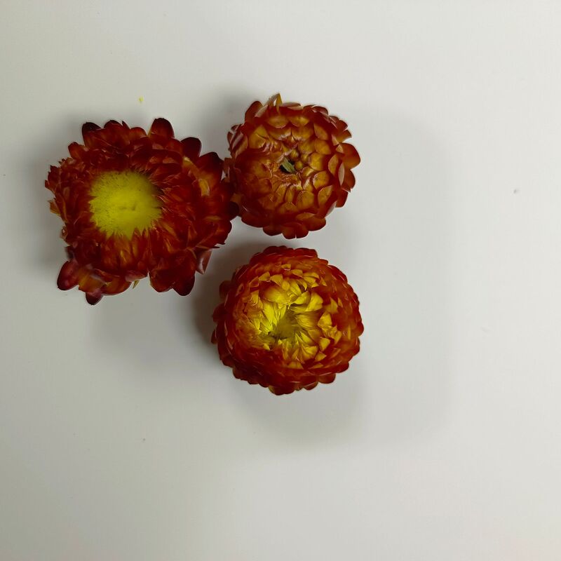麦わら菊の花の頭の乾いた花の七色の菊の頭のDIYの材料は自然な真の花の雲南の源の工場を包んで卸売りします。|undefined