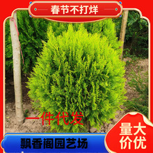 ����ؘ����ɰ���ľ���Ե��Ի���ͥԺ�G��ֲ���ԭ�����ɱ��