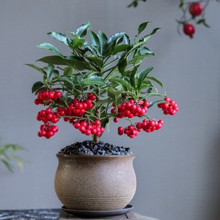 ���F�������辰�����l؛�͏d��լ�Gֲ�S���f�ɘ����k�����ļ����B