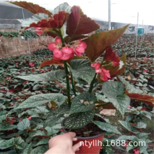 �����������ả���񹝺��Ļ����̨�k���҃������^��ֲ���ļ��_��