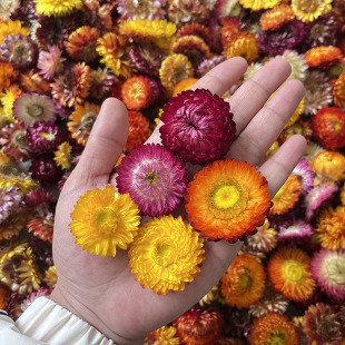 Boutique colorful chrysanthemum dried flower head straw chrysanthemum pineapple chrysanthemum handmade diy flower material small daisy Yunnan factory wholesale