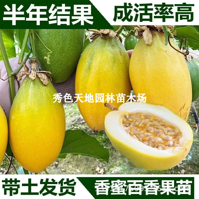 香蜜黄金百香果苗台湾甜蜜蜜哈蜜瓜味百香果树苗四季盆栽当年结果