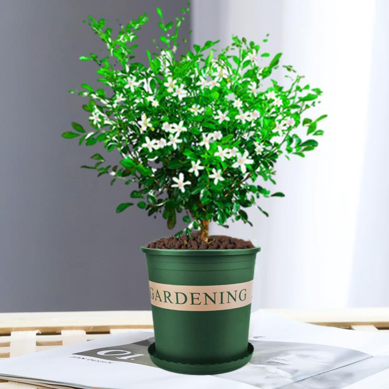 고운 단독 건조 구리향 약 40cm(갤런 포트) + 영양액