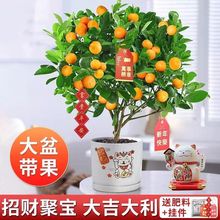 �ļ����X����ժ����ֲ���Ƥ�l؛�҃��辰�Nֲ�̨�ϱ�����ʳ��