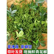 四川新鲜青花椒食用带叶发货特麻商用汉源生藤椒重庆江津湿绿麻椒