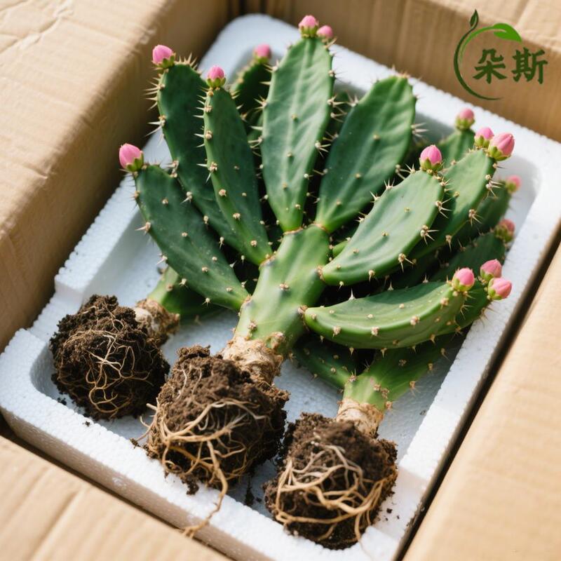 Cactus Thousand-Hand Guanyin Potted Plant Desktop Lazy Green Plant Internet Celebrity Succulent Indoor Office Bonsai Green Plant