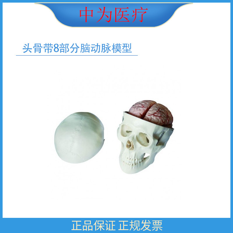PVC human skull cerebral artery brain model skull 8-part cerebral…
